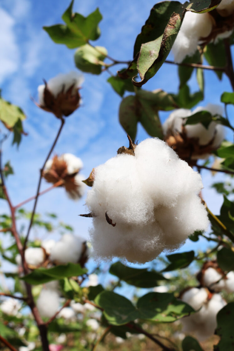 Photo of cotton on the tree